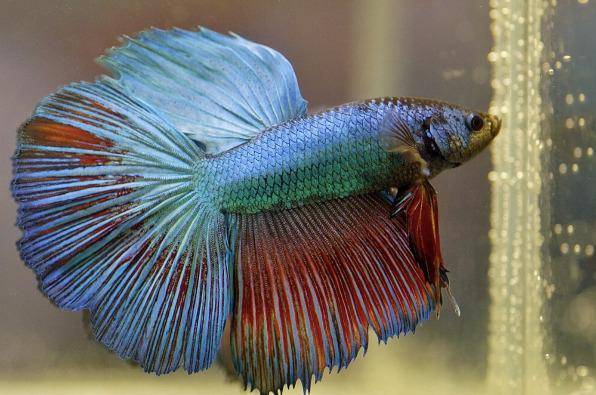 Ikan Cupang