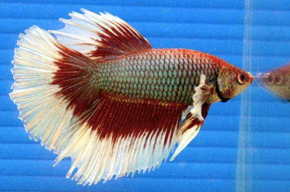 Ikan Cupang
