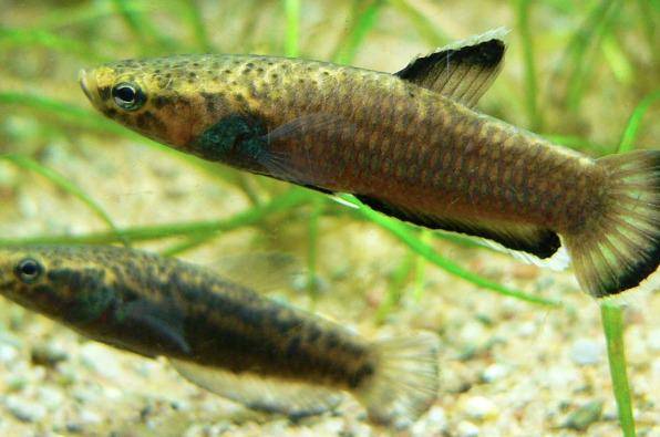 Ikan Cupang