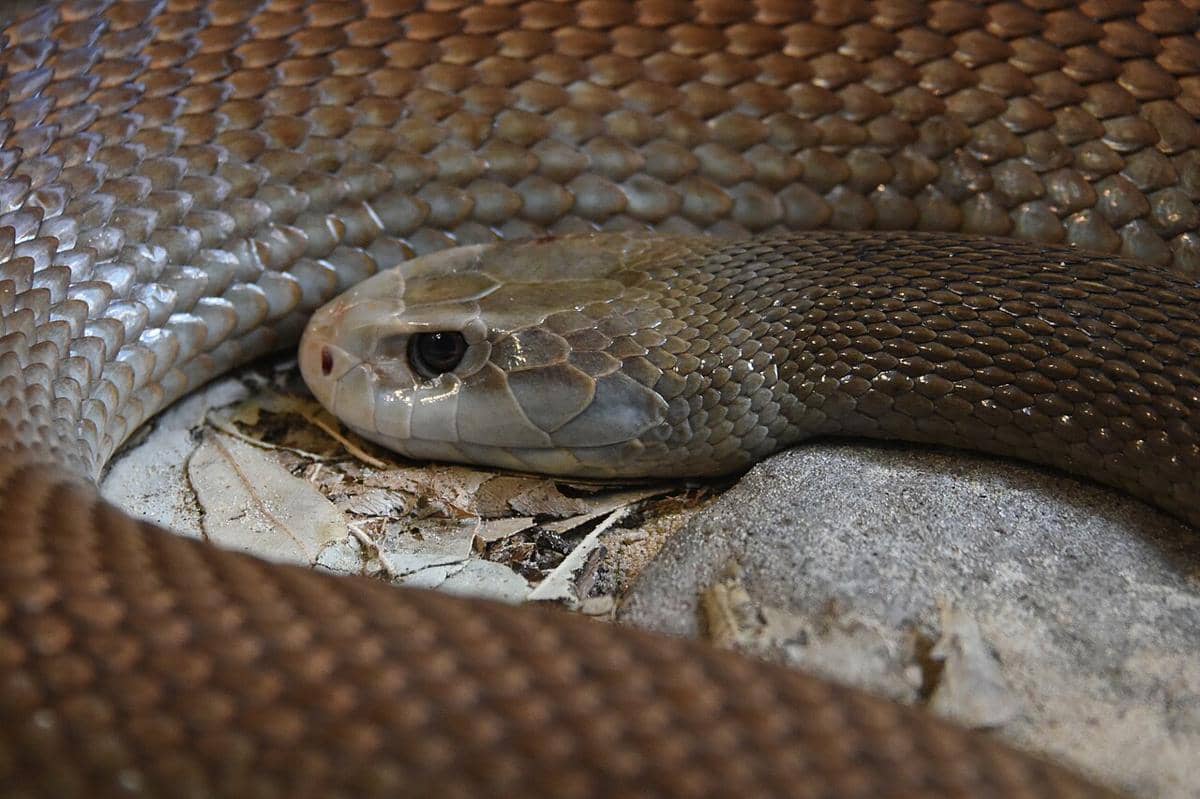 ilustrasi ular taipan (commons.wikimedia.org/Sardaka)