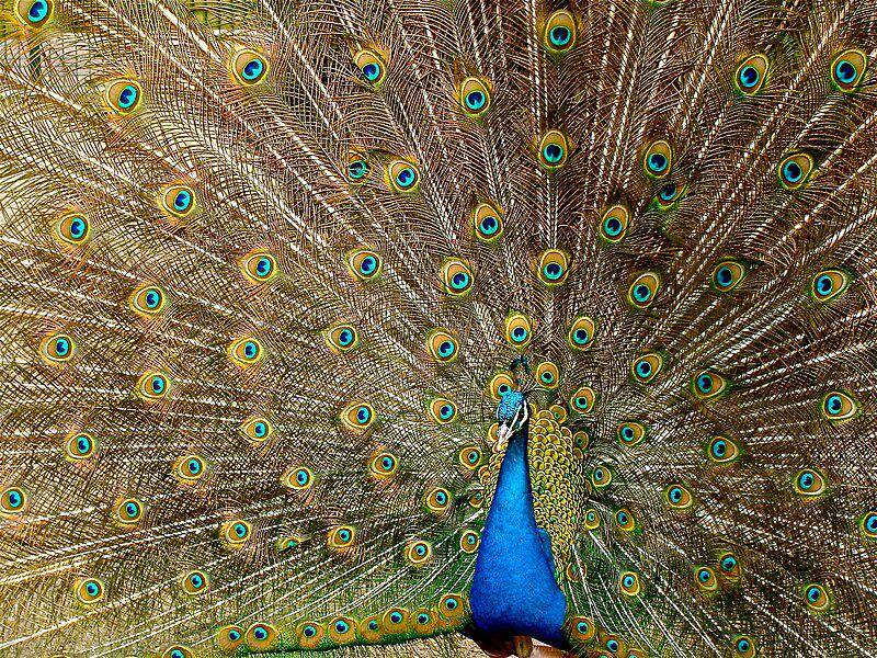 Merak Biru