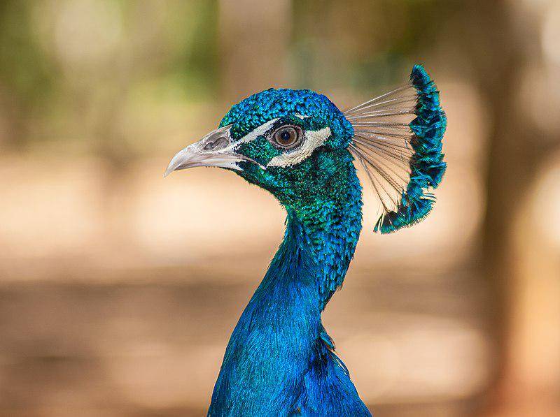 Merak Biru