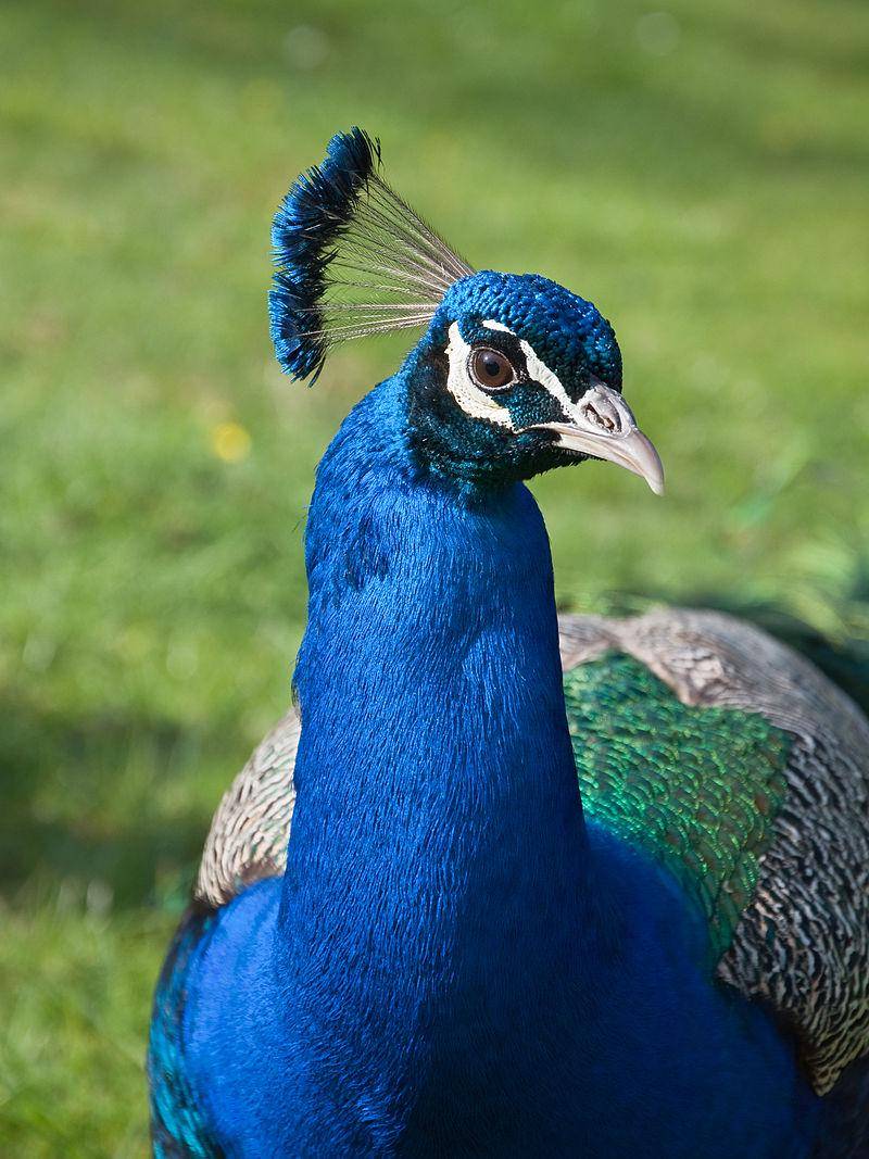 Merak Biru
