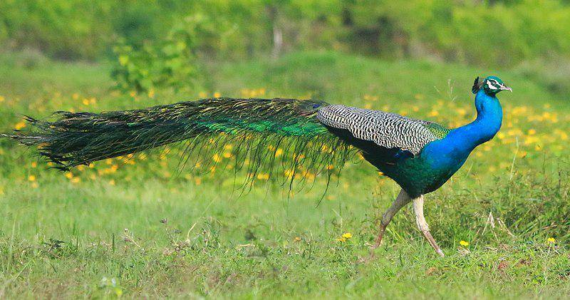 Merak Biru