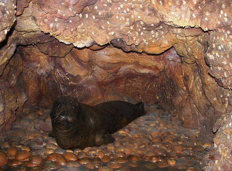 Anjing Laut Biarawan Mediterania
