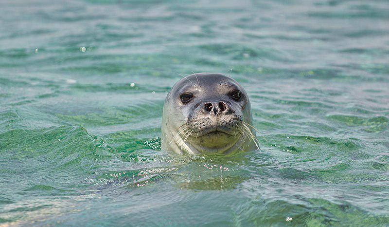 Anjing Laut Biarawan Mediterania