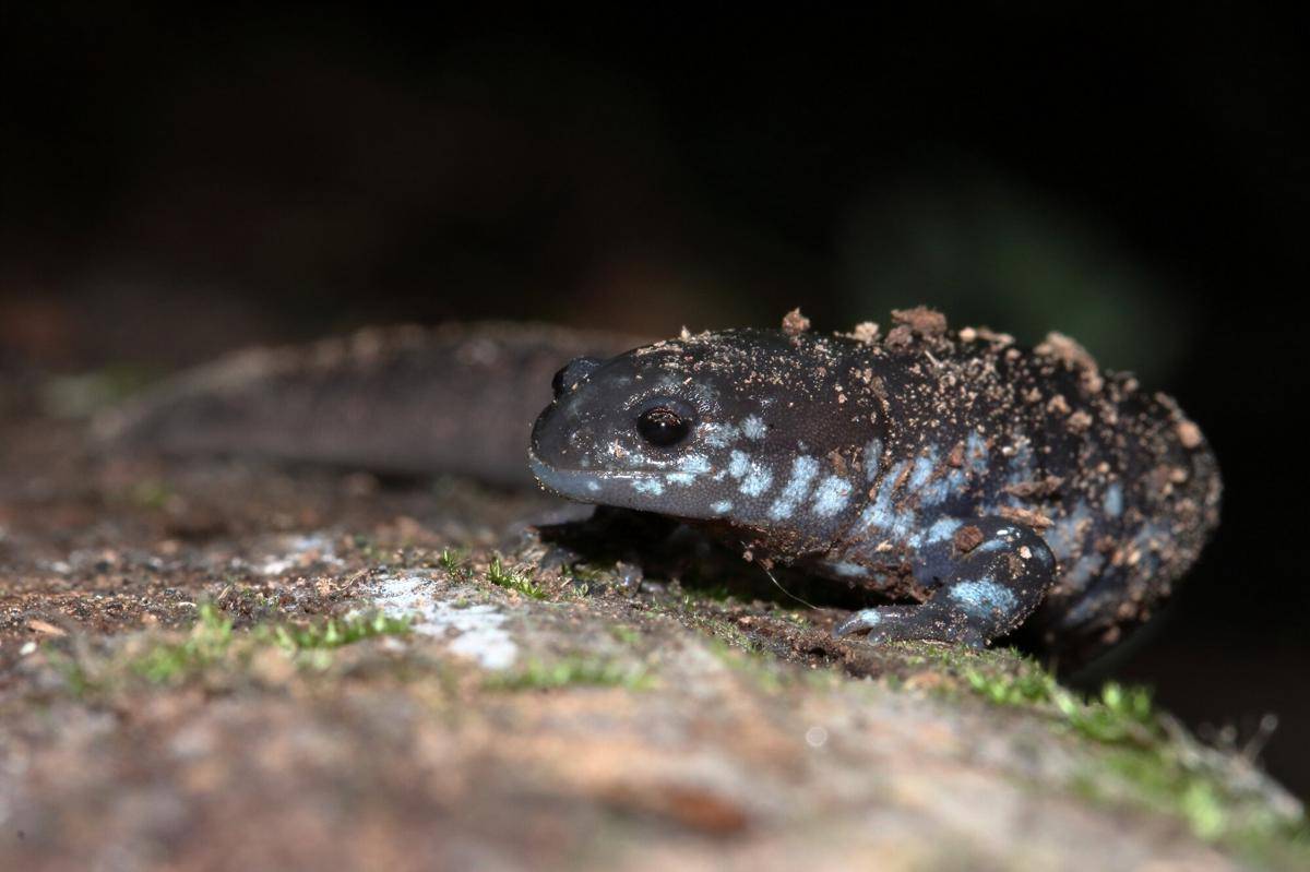 Salamander