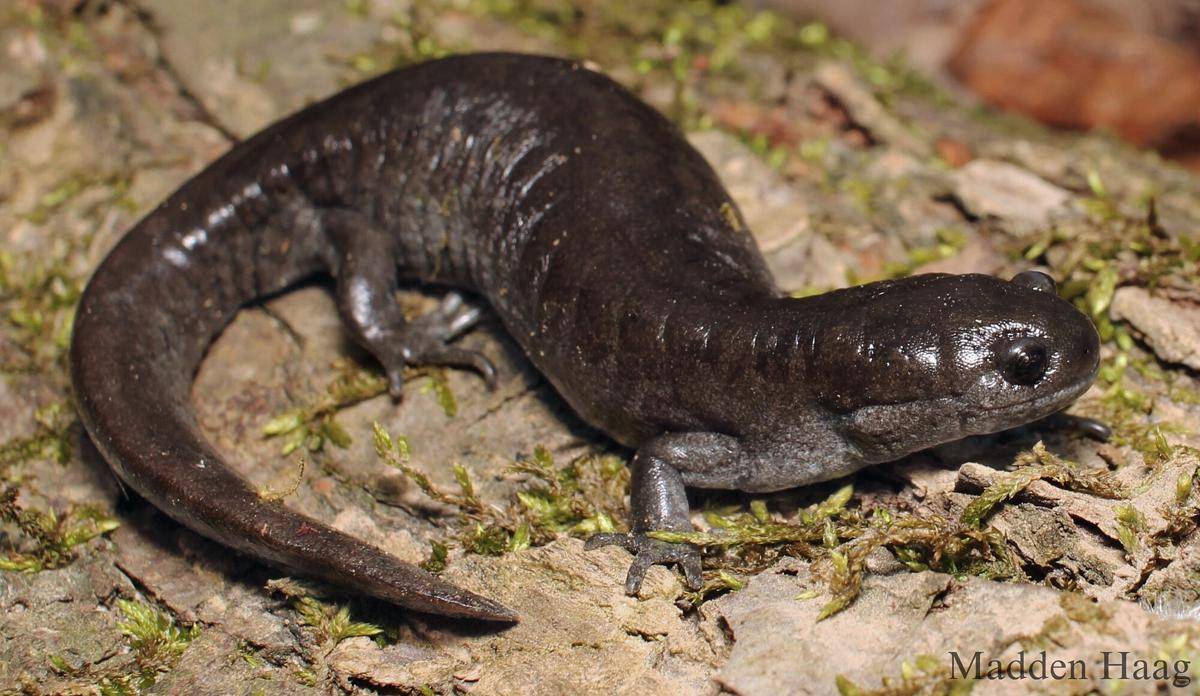 Salamander