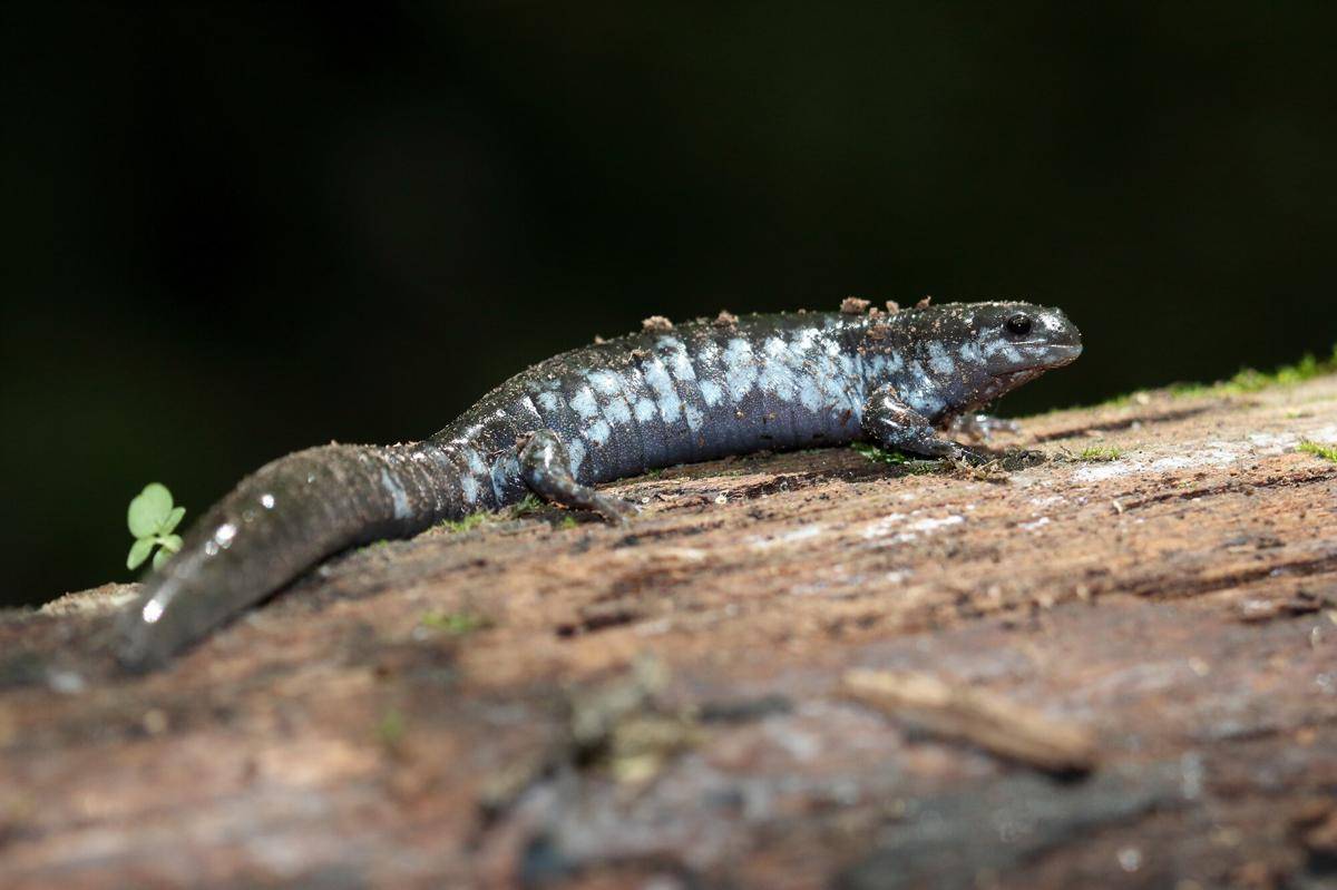 Salamander