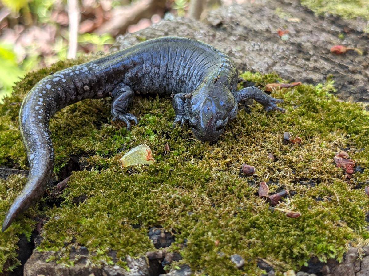 Salamander
