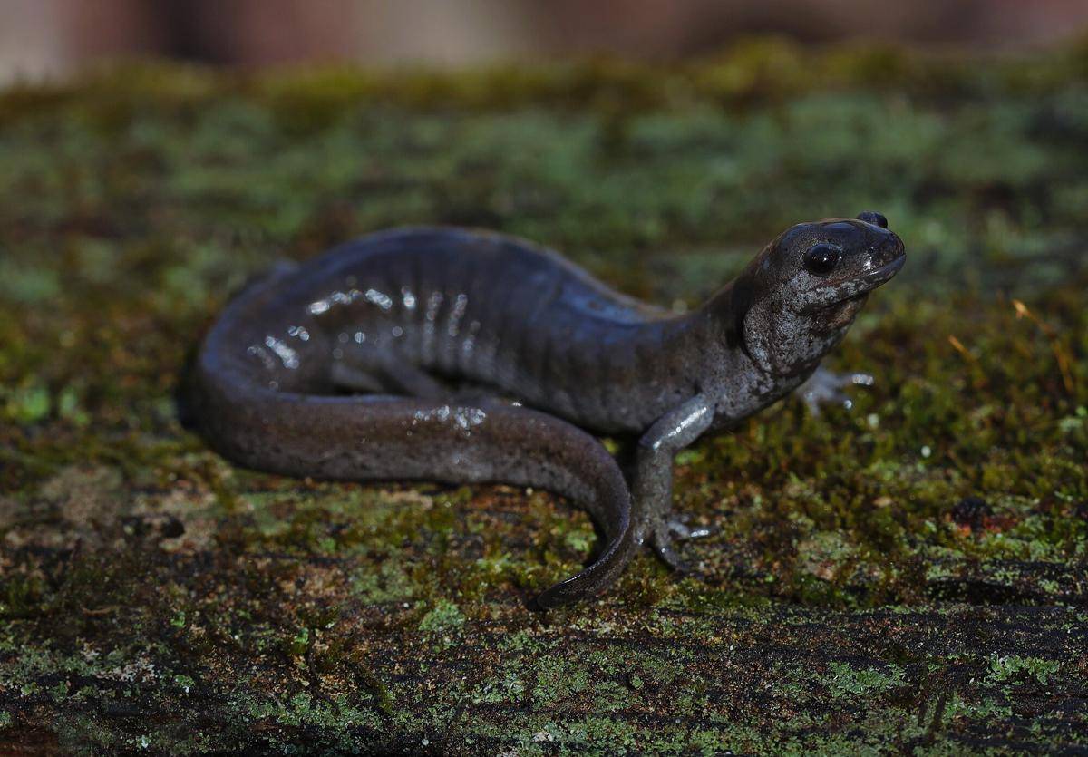 Salamander