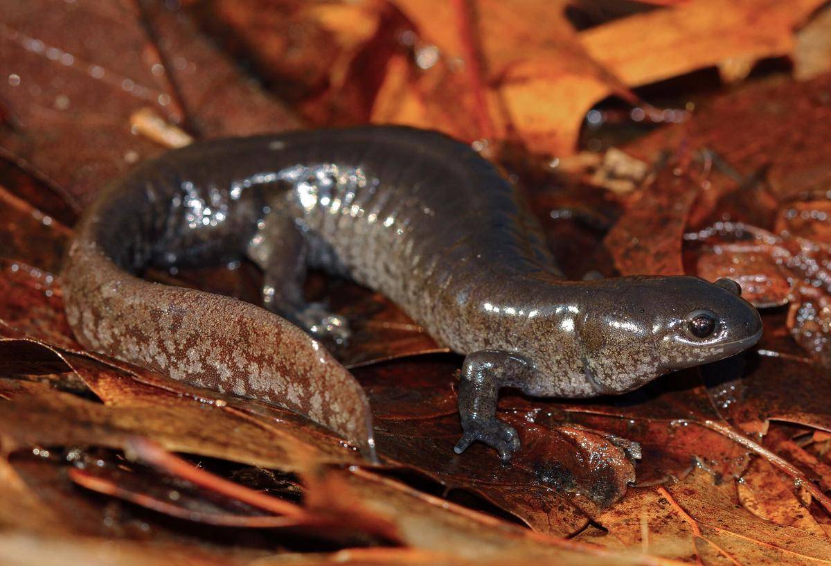Salamander