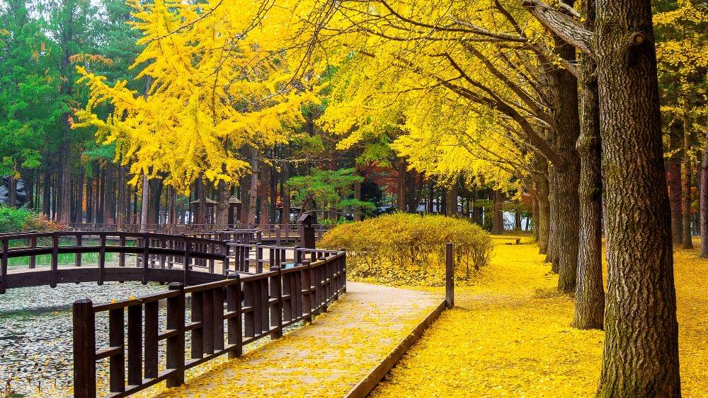 Nami Island, Korea Selatan