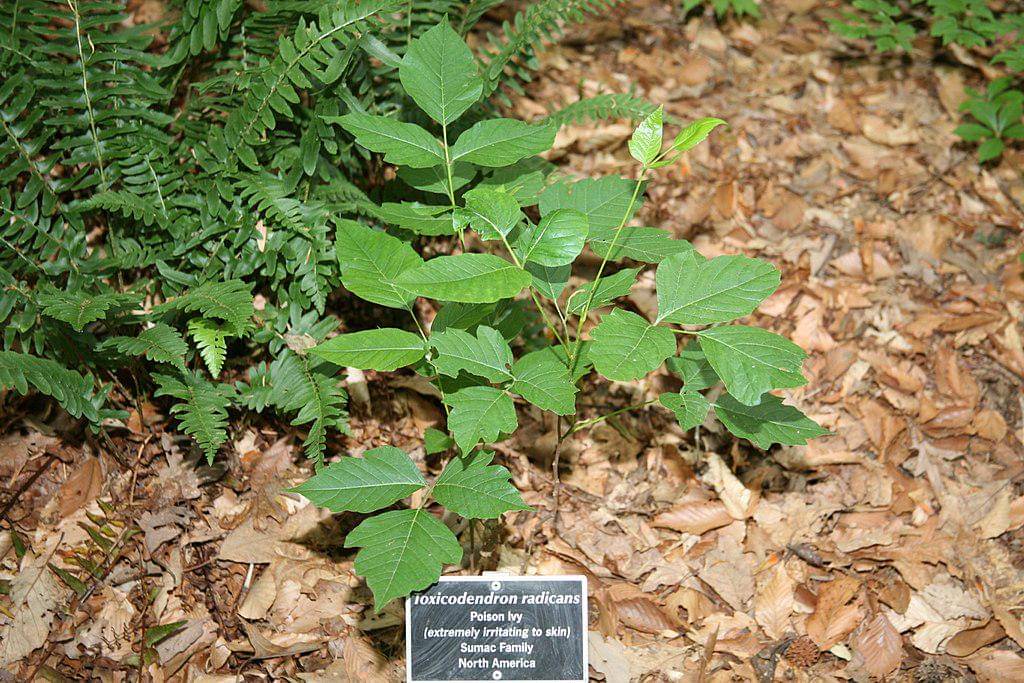Poison Ivy
