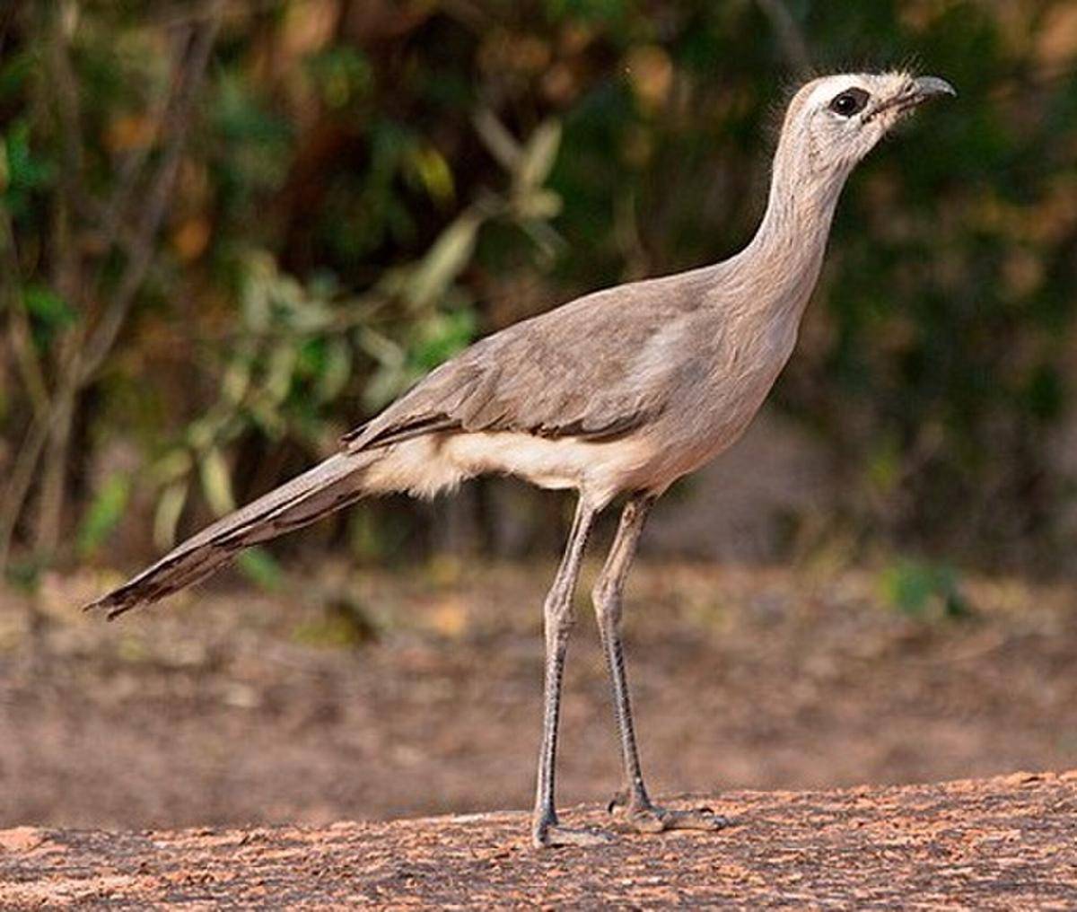 Black-legged Seriema