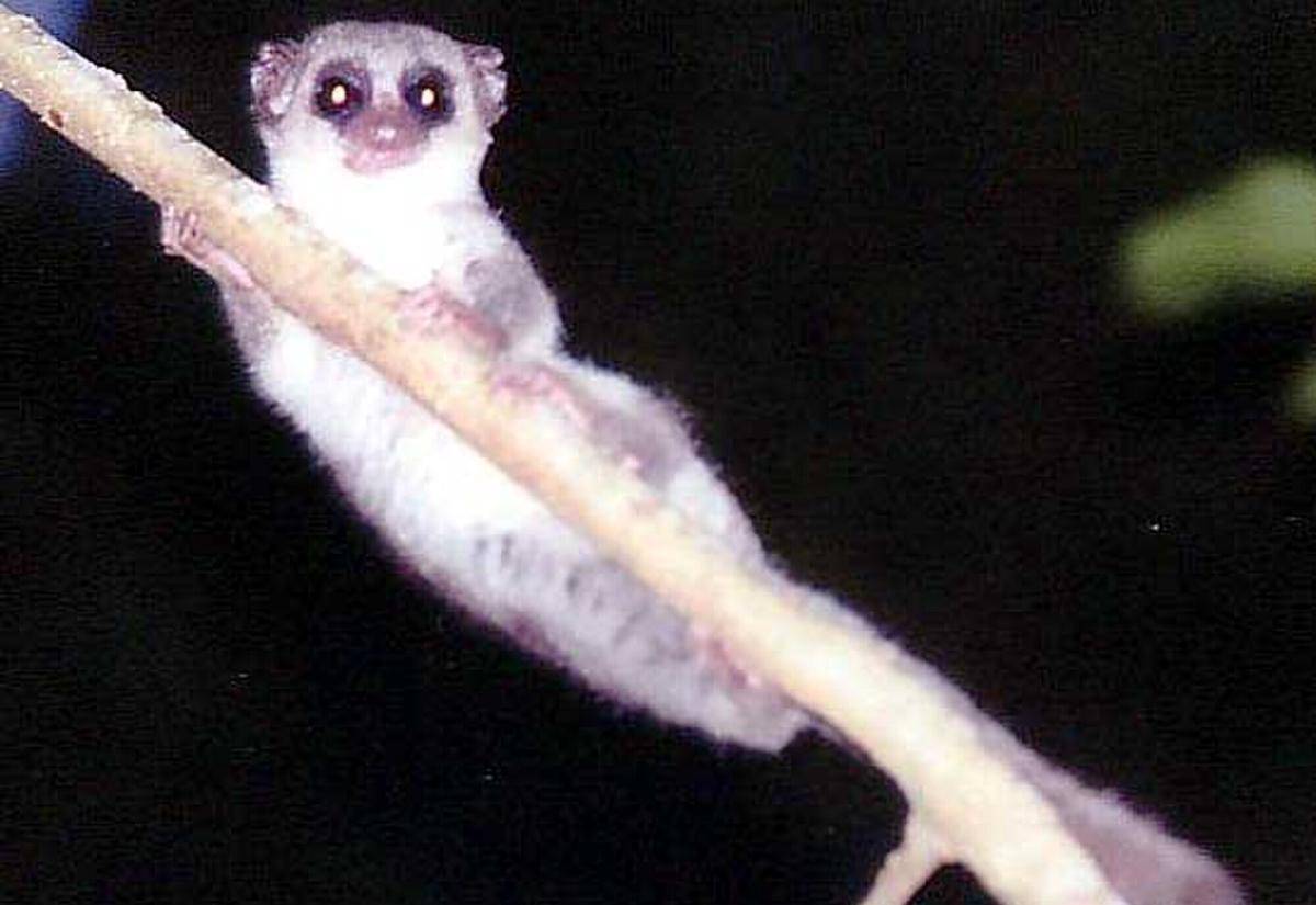 Fat Tailed Dwarf Lemur