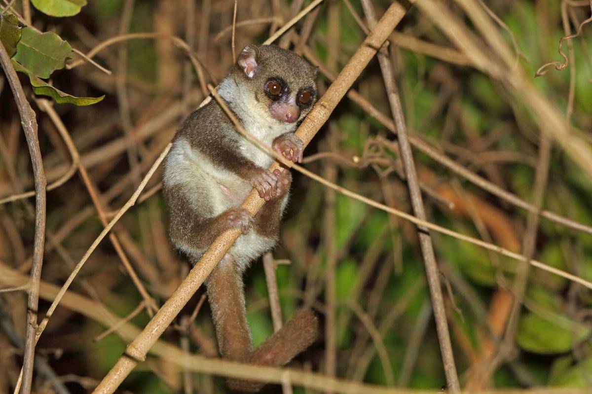 Fat Tailed Dwarf Lemur