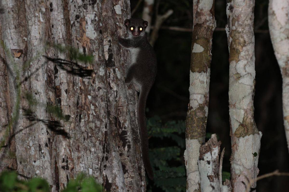 Fat Tailed Dwarf Lemur