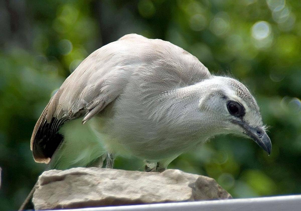 Black-legged Seriema