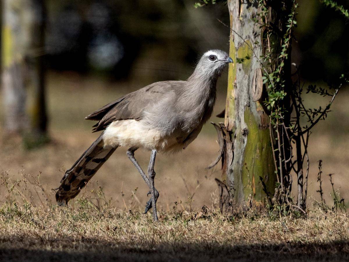 Black-legged Seriema