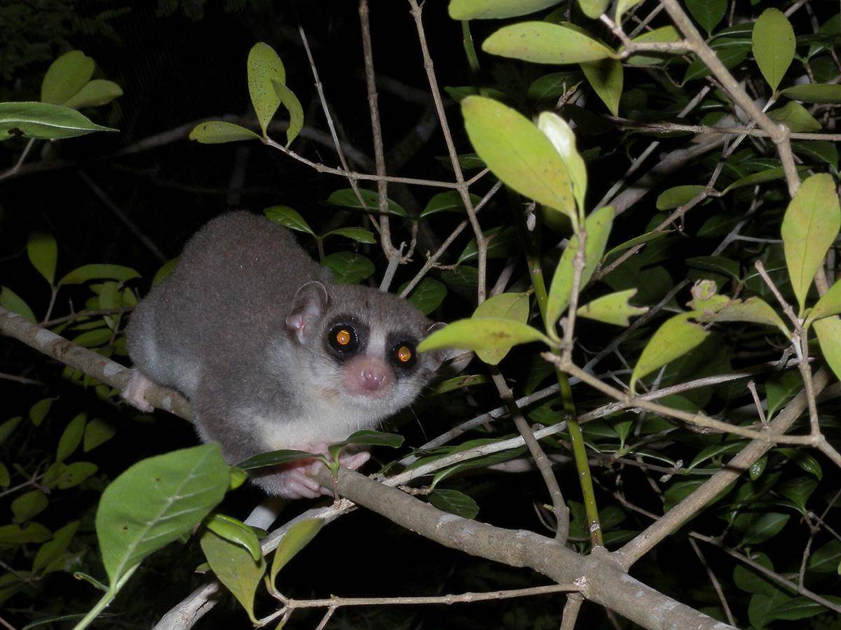 Fat Tailed Dwarf Lemur