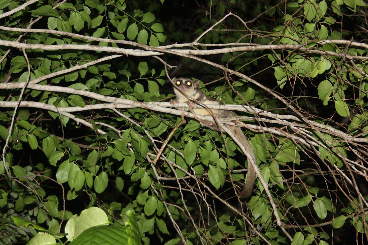 Fat Tailed Dwarf Lemur