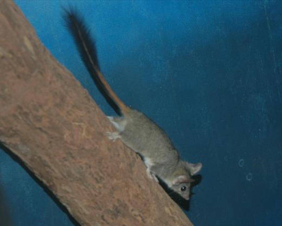 Red Tailed Phascogale