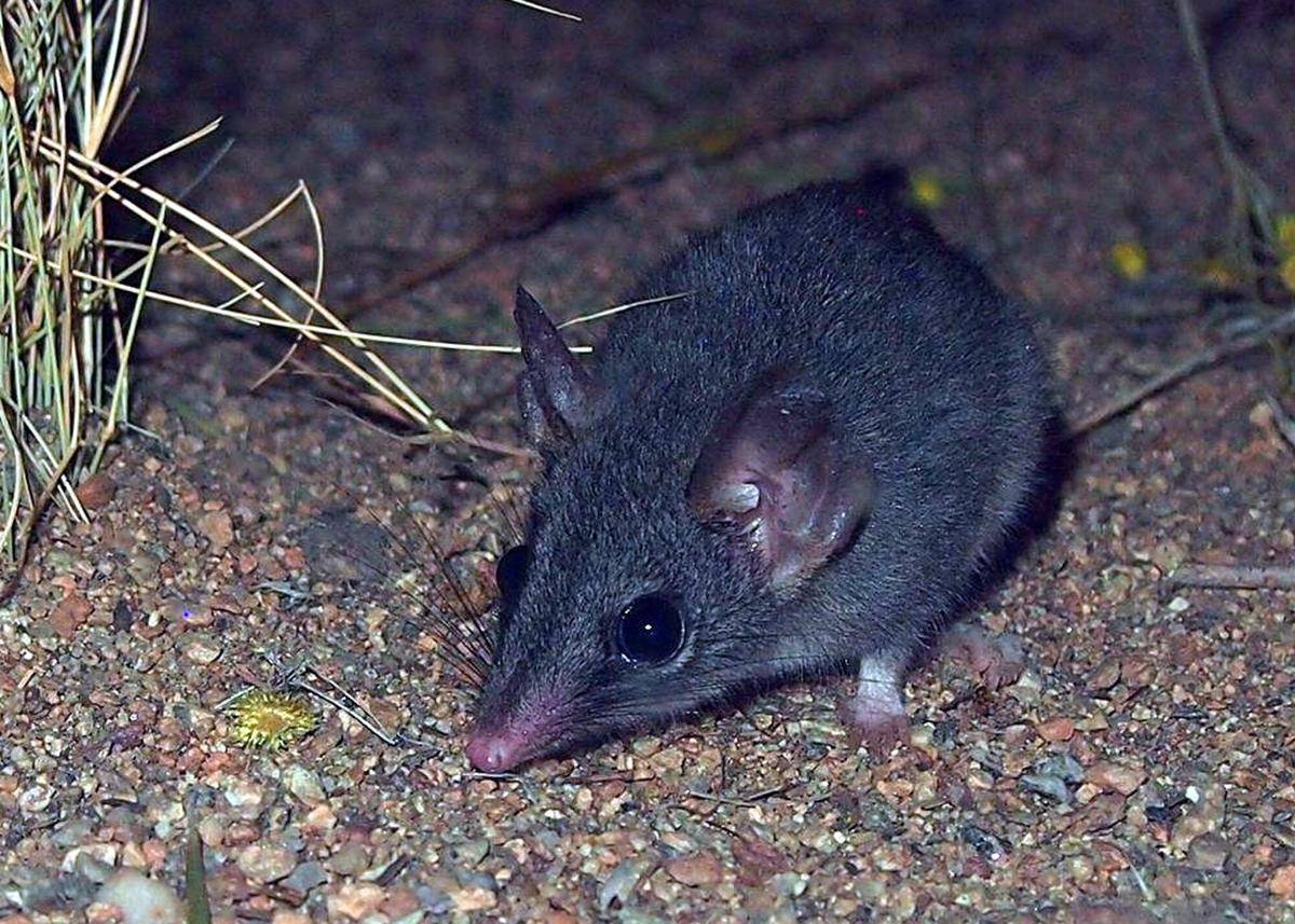 Red Tailed Phascogale