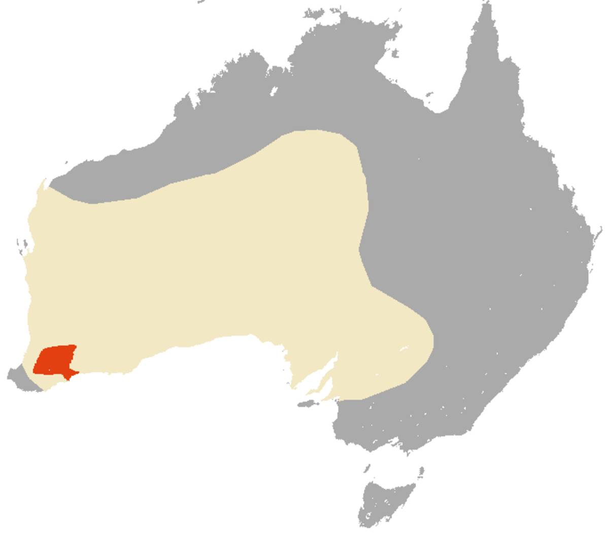 Red Tailed Phascogale