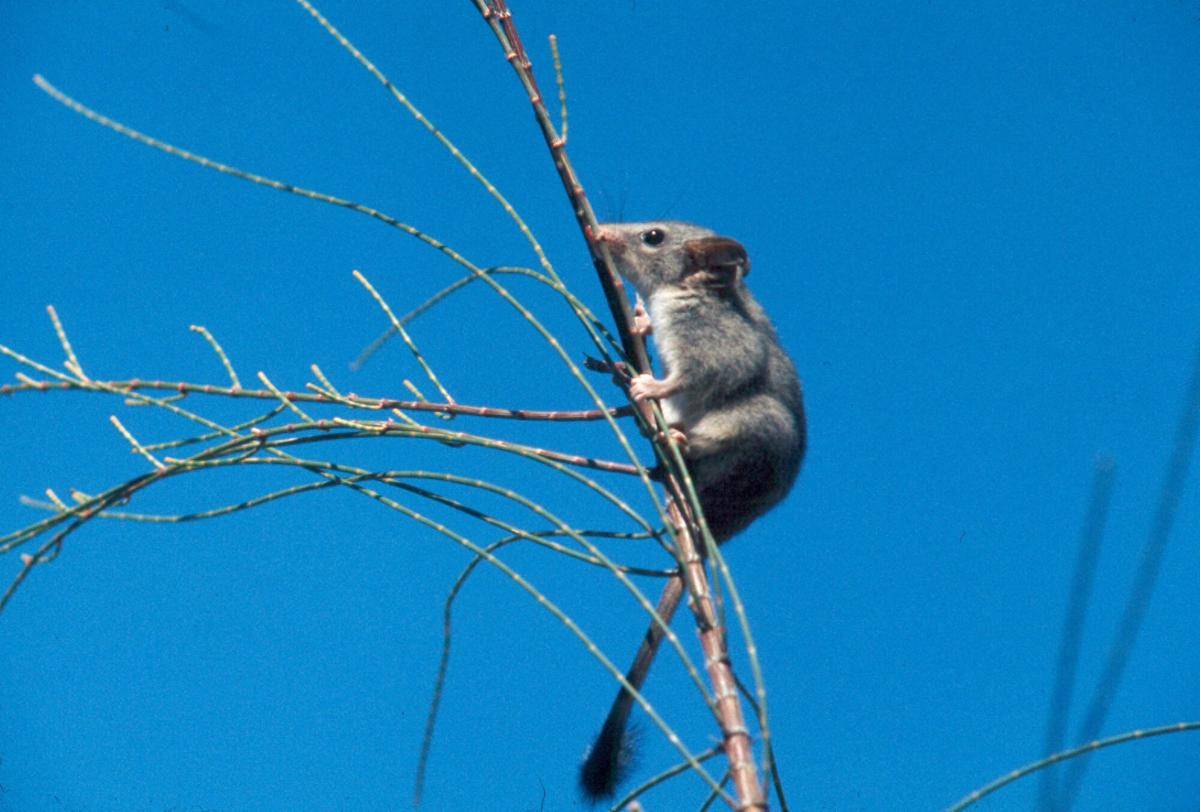 Red Tailed Phascogale
