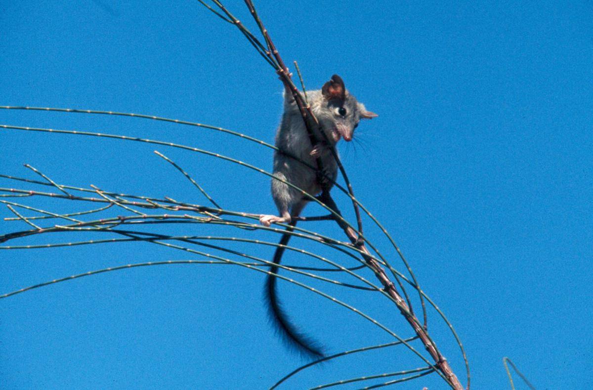 Red Tailed Phascogale