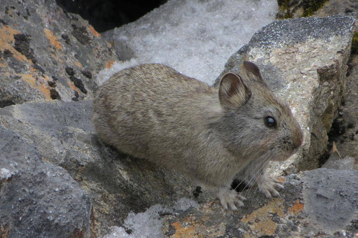 Pika Telinga Besar