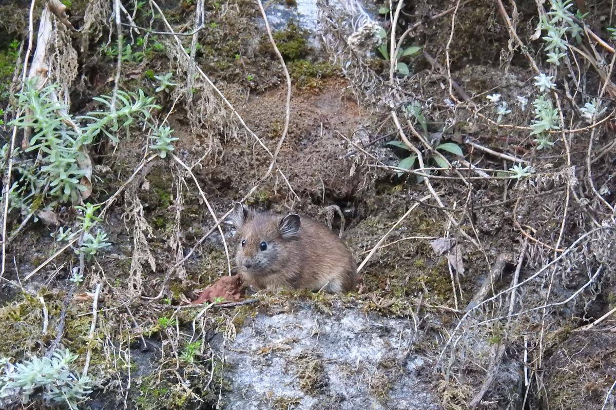 Pika Telinga Besar