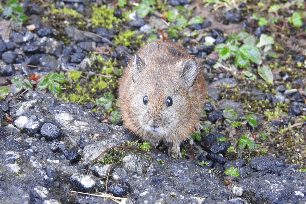 Pika Telinga Besar