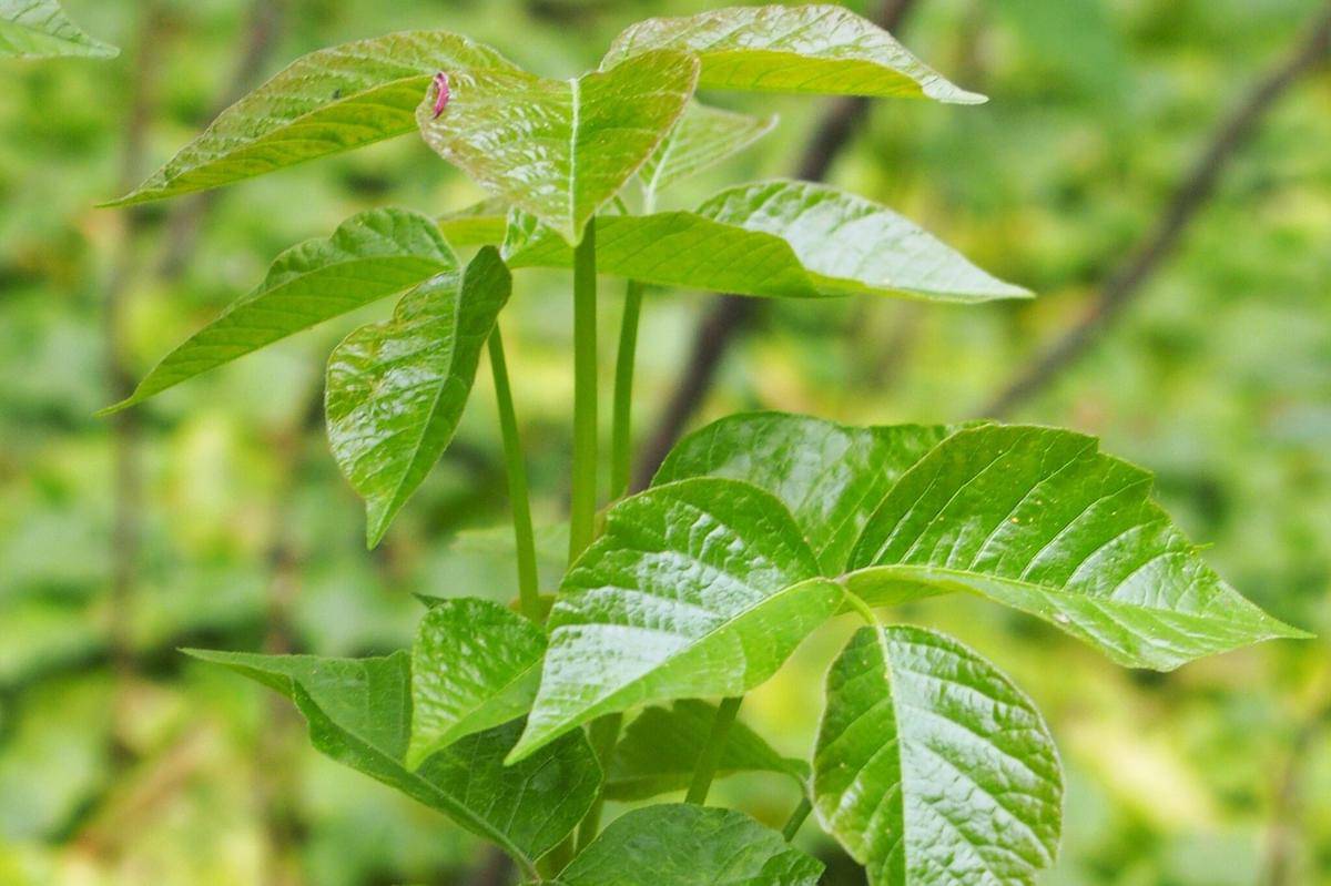 Poison Ivy