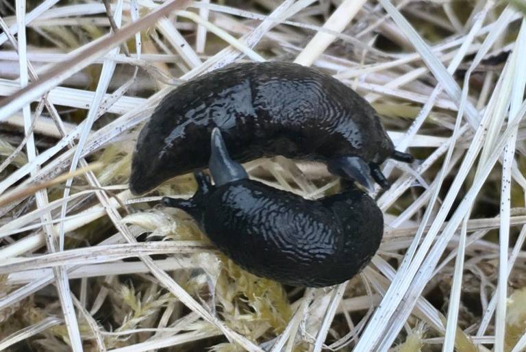 Siput Rawa