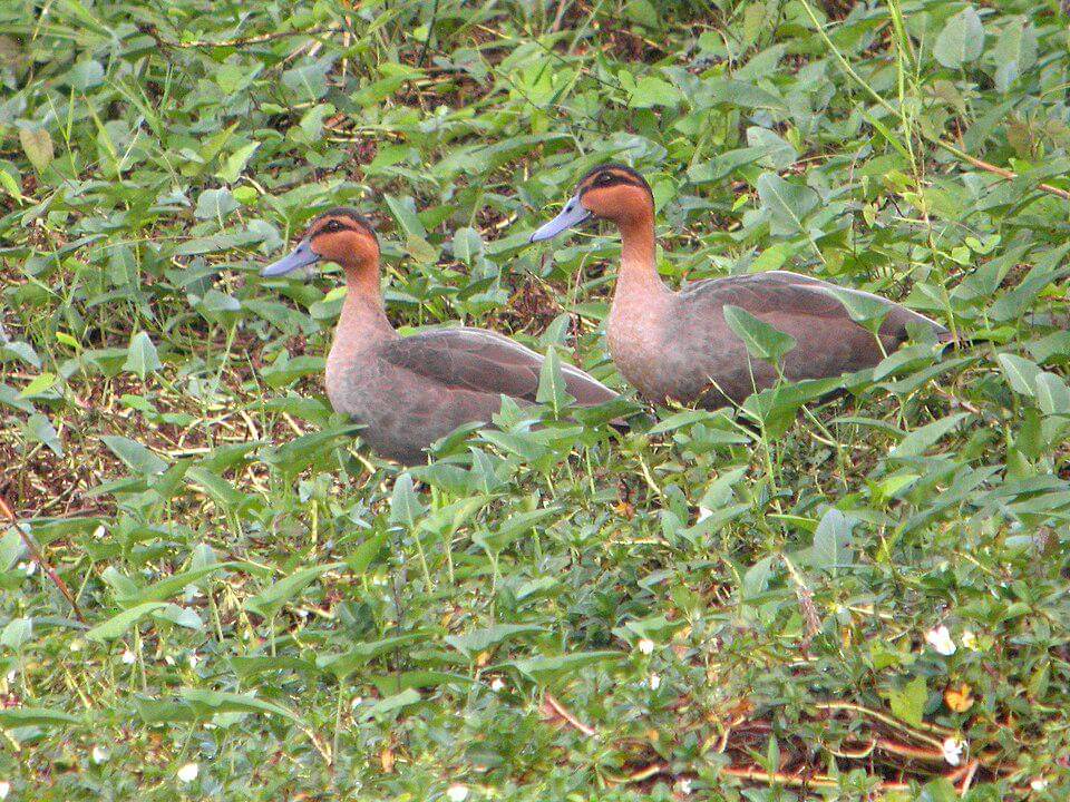 potret pasangan bebek filipina (commons.wikimedia.org/Mark A. Harper)