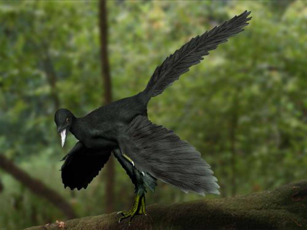 Monster Purba