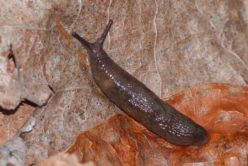 Siput Rawa