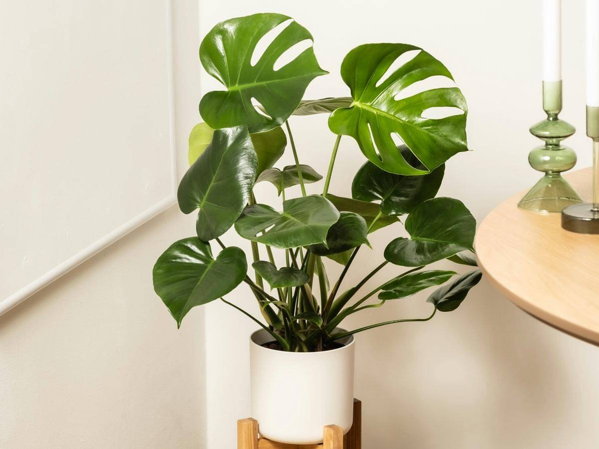 ilustrasi tanaman monstera deliciosa