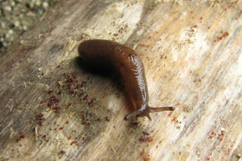 Siput Rawa