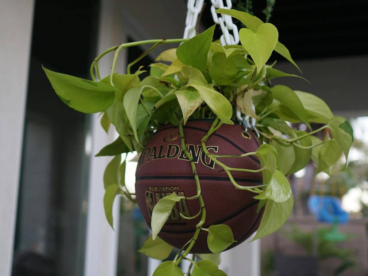 ilustrasi tanaman pothos (unsplash.com/Isabella Green)