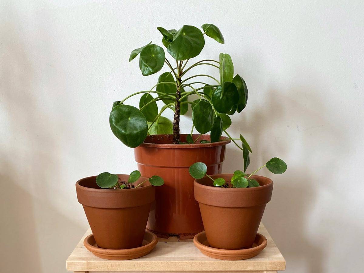 ilustrasi tanaman chinese money plant