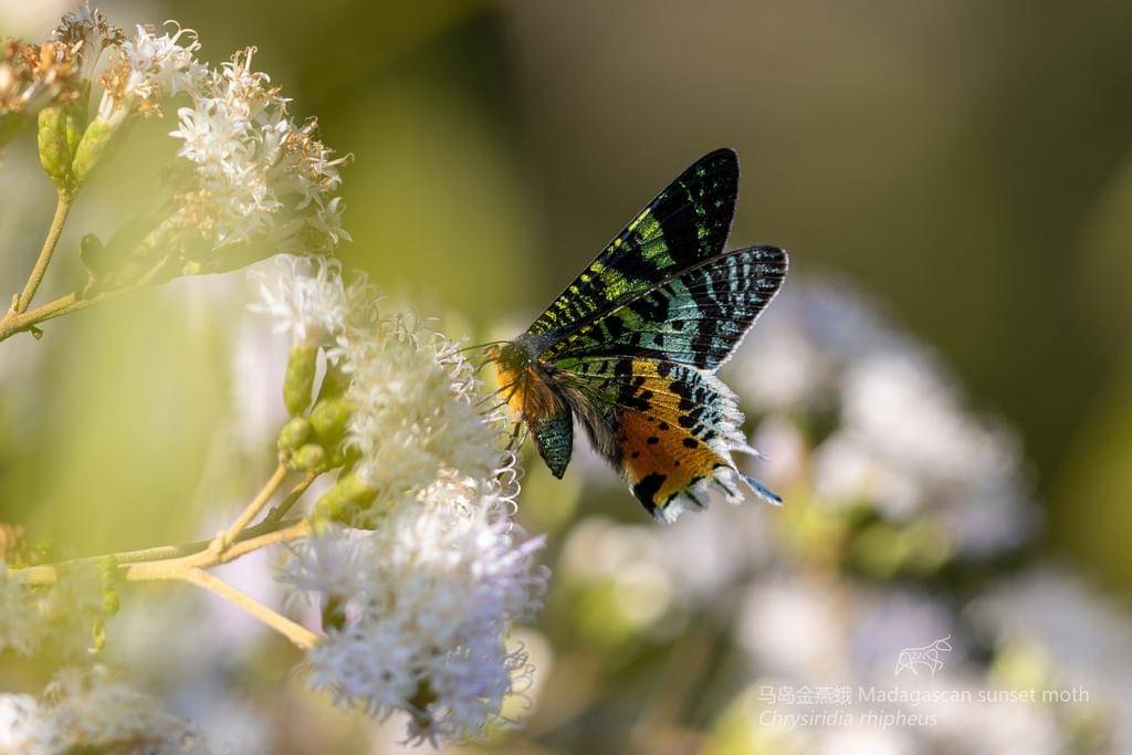 Sunset Moth