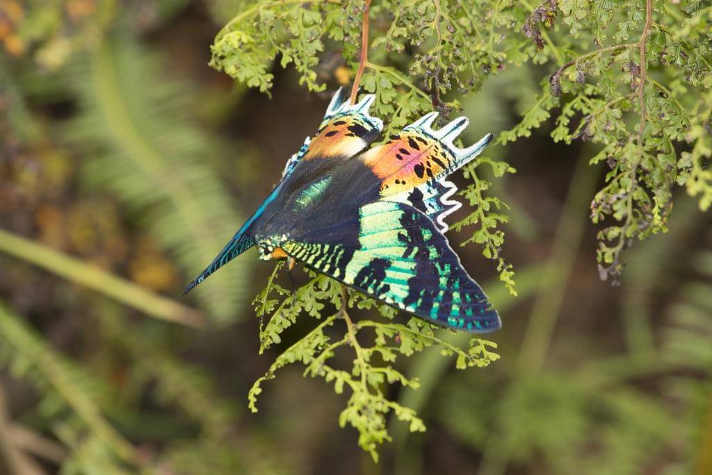 Sunset Moth
