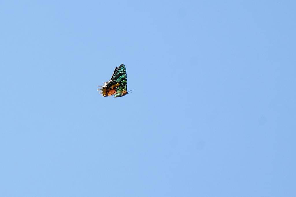 Sunset Moth