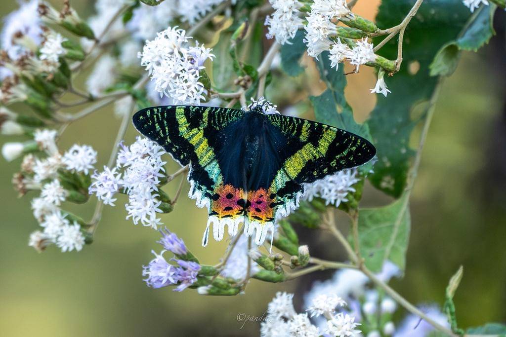 Sunset Moth