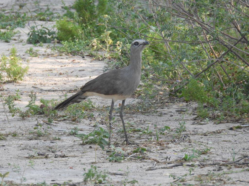 Black-legged Seriema
