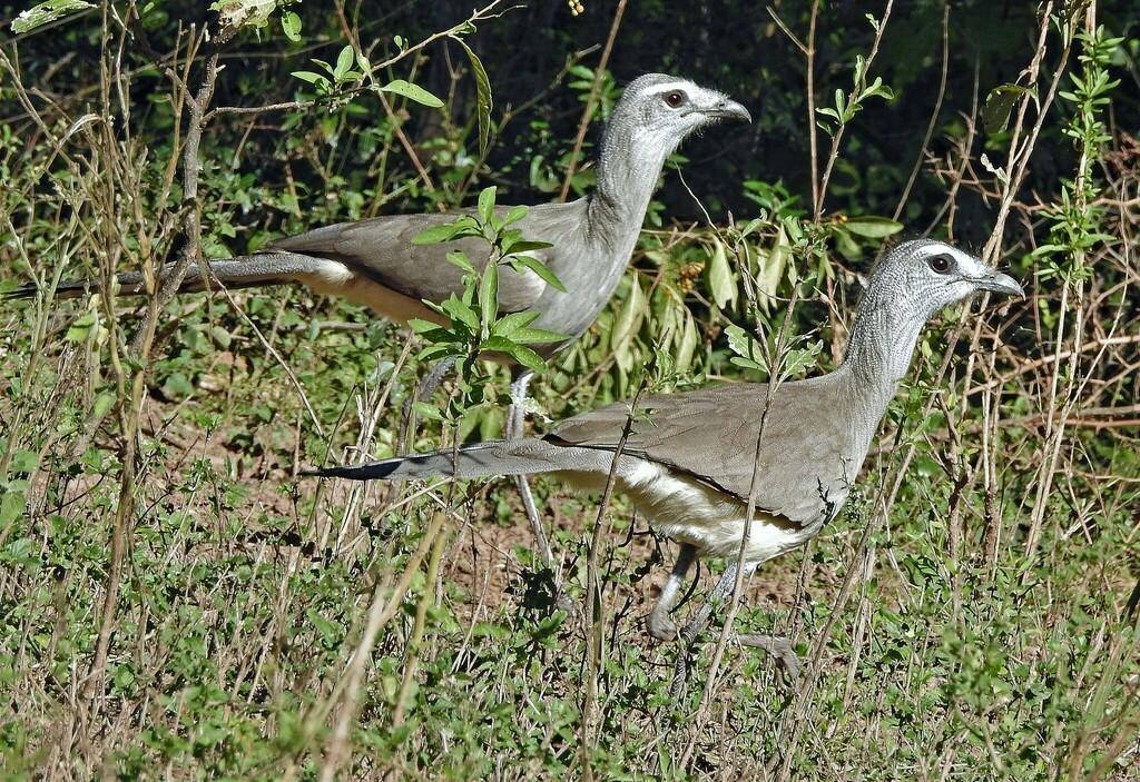 Black-legged Seriema