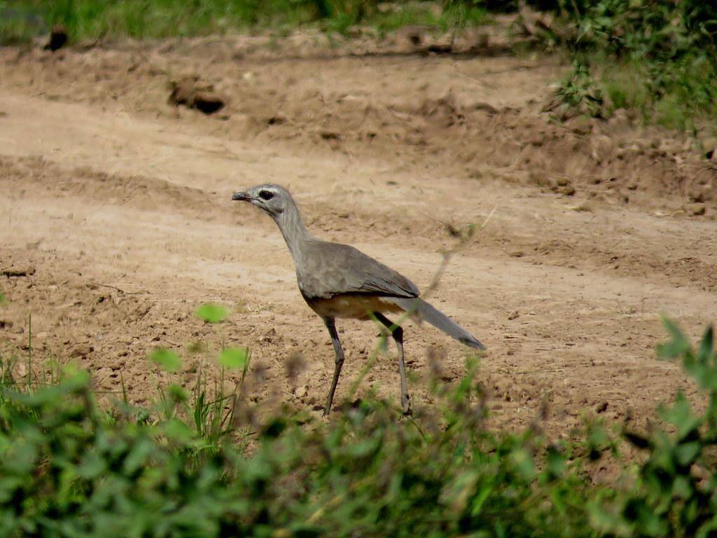 Black-legged Seriema